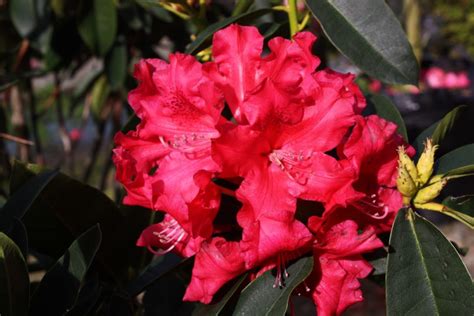 Rhododendron Jean Marie De Montague Kilmarnock Nurseries