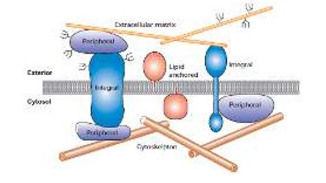 Gambar Kondisi Protein Yang Berasosiasi Dengan Membran Bilayer