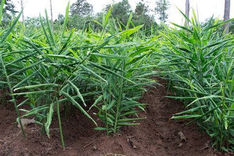 Ginger plantation stock image. Image of meadow, agriculture - 30700883