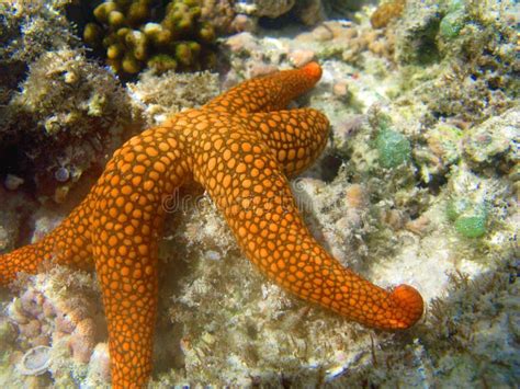 An Orange Coloured Starfish In Shallow Water At Lady Musgrave Island