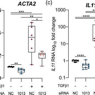 LINC01013 Knockdown Using SiRNA Reduces Fibroblast Activation And