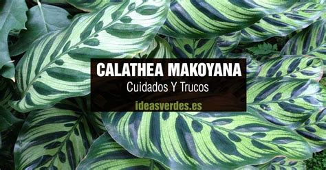 Calathea Makoyana Cuidados Y Trucos Para Su Cuidado En Casa Ideas Verdes