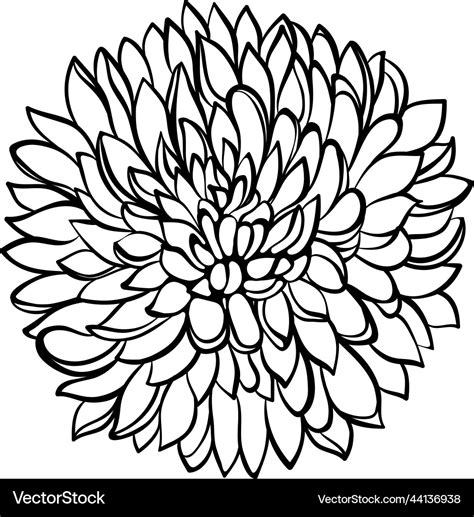 Chrysanthemum Flower Line Art Royalty Free Vector Image