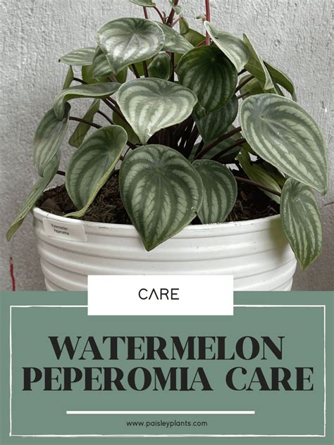 Watermelon Peperomia Care | Grow & Care Tips - Paisley Plants