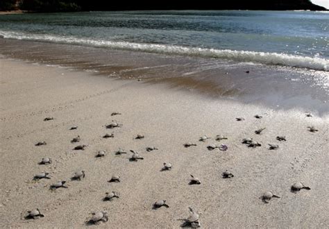 Comment Observer Une Mergence De Petites Tortues Oulanga Na Nyamba