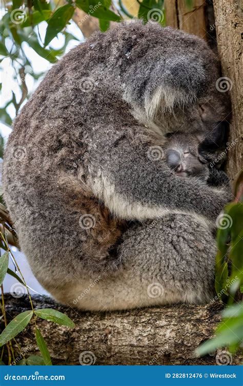 Koala Hugging A Tree Stock Photo | CartoonDealer.com #169716516