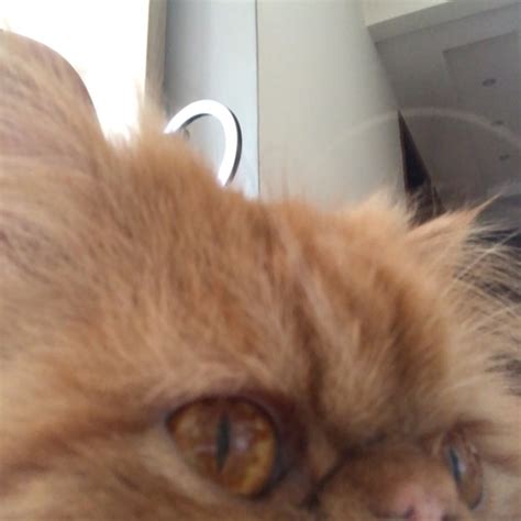 Cat Snaps Cat Selfie R Catsnapsapp