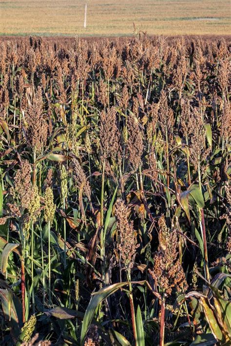 Red Mature Sorghum Field Stock Image Image Of Growth