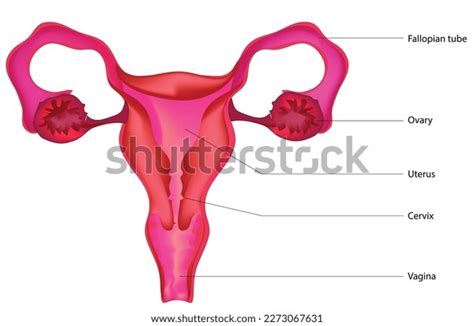 Detailed Illustration Female Reproductive System Stock Vector Royalty