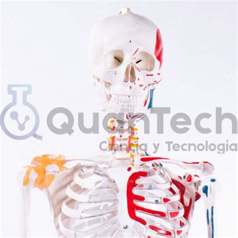 Modelo Anatomico De Esqueleto Con Musculos Y Ligamentos Cm Quantech