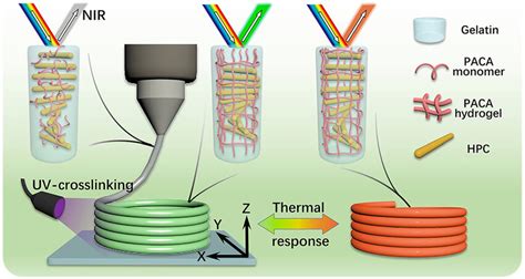 Schematic Illustration Of The Cholesteric Cellulose Liquid Crystal Inks