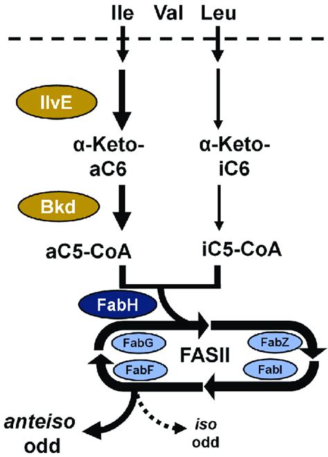 Pathway For The Utilization Of Extracellular Branched Chain Amino Acids