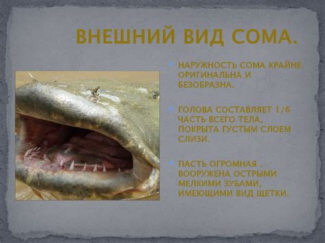Охота на сома методом квока - online presentation