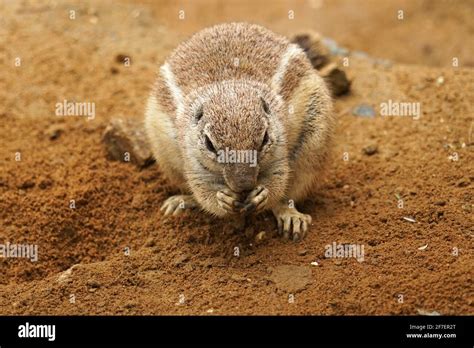 Cape Ground Squirrel Xerus Inauris From South Africa Holding Fruit