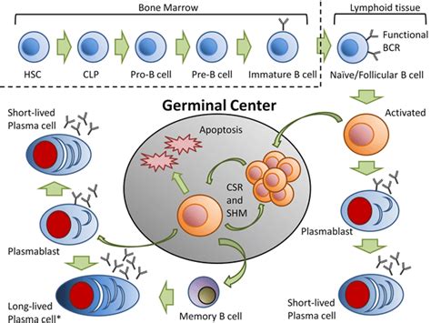 Plasma B Cells