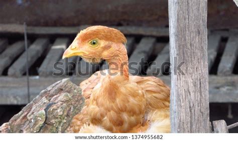 Naked Neck Turken Chicken Stock Photo Shutterstock
