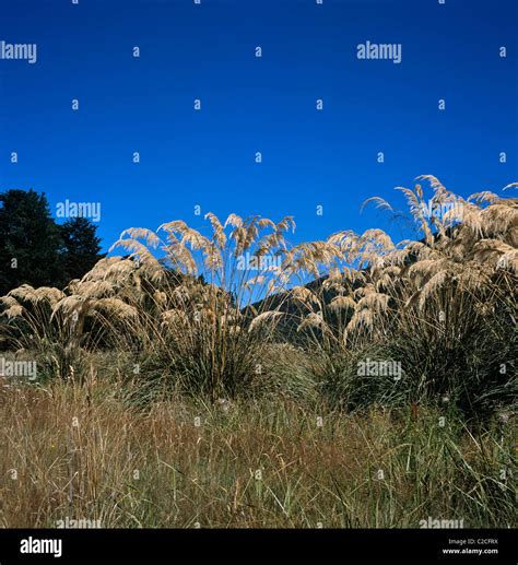 Fjordland South Island New Zealand Stock Photo - Alamy