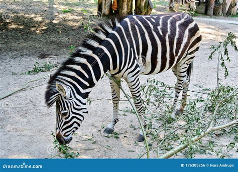 Zebra Eats Foliage Stock Photo Image Of Line Beautiful 176305256