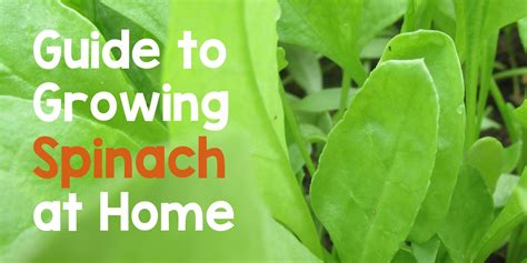 Complete Guide To Growing Spinach At Home Organically