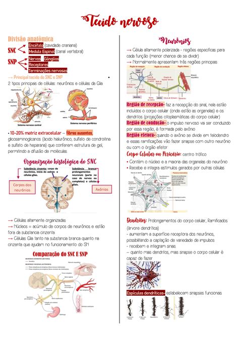 Histologia Tecido Nervoso Tecido Nervoso Diviso Anat Mica Snc Snp