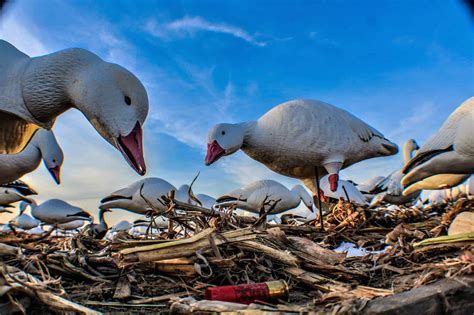 Snow Goose Hunting Illinois | Heartland Lodge