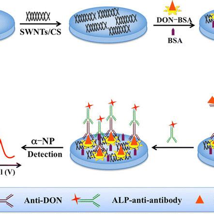 Scheme Schematic Illustration Of The Electrochemical Immunosensor For