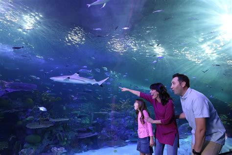 The New Branson Aquarium - Rent Branson