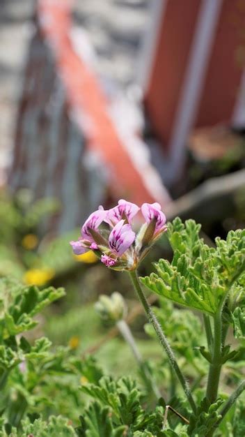 Hermosas Flores Rosadas De Pelargonium Graveolens Tambi N Conocido Como