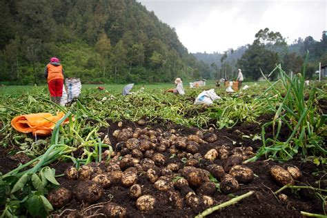 Petani Suku Tengger Di Jawa Timur Alami Keterlambatan Panen Akibat