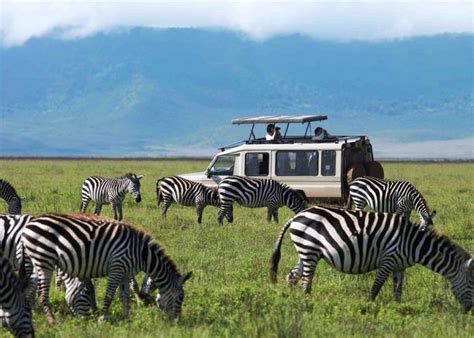 Wild Animals Ngorongoro Conservation Area Authority Ncaa