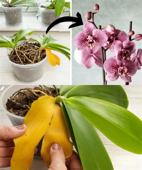 Cómo salvar una orquídea moribunda descifrando sus síntomas Tus Recetas