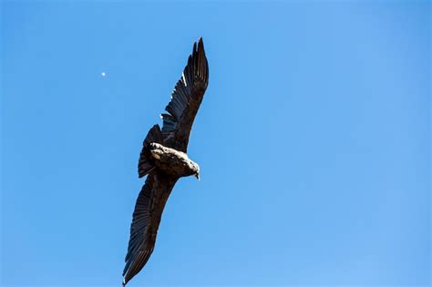 Premium Photo | Flying condor over colca canyonperusouth america this ...