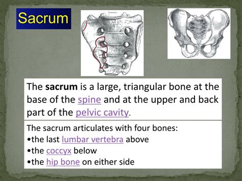 PPT SEX DETERMINATION FROM HUMAN SKELETAL REMAINS SKULL PELVIS