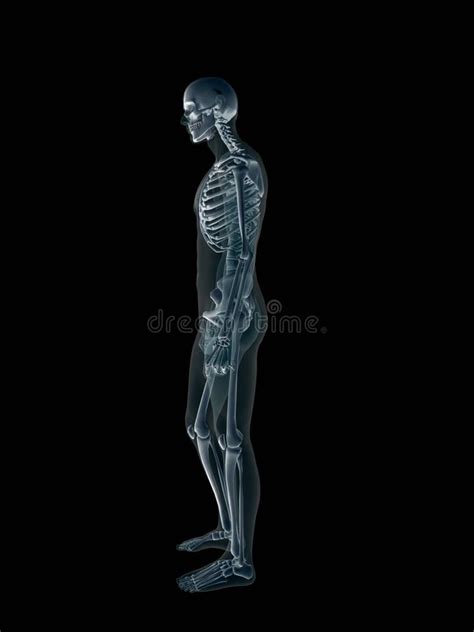 Xray X Ray Of The Human Body Man And Woman Stock Illustration Illustration Of Educative