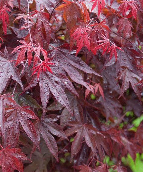 Acero Rosso Giapponese Acer Palmatum Bloodgood Pianta Innestata In