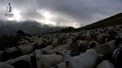 La stâna lui Joja din muntele Cișa Munții Rodnei Întâlnire față în