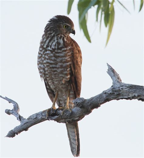 Richard Waring S Birds Of Australia Collared Sparrowhawk Photos