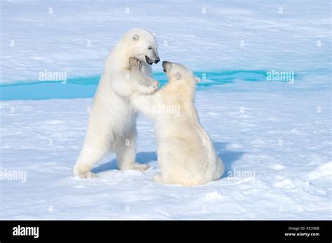 Two-year old polar bear cubs (Ursus Maritimus) playing, Svalbard Archipelago, Norwegian Arctic ...