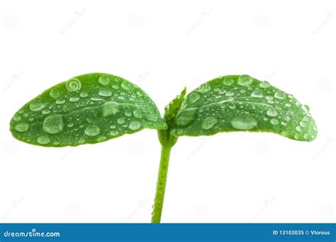 Small plant of cucumber stock image. Image of life, vein - 13103035