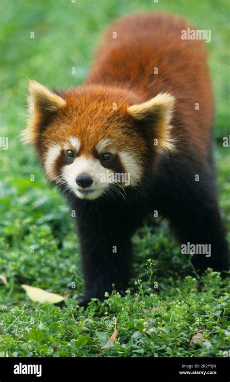 Panda Rojo Ailurus Fulgens Oso De Gato Oso De Gato Pandas Menores