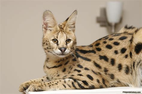 Serval Cat / Serval Cat Online Shopping - The coat pattern helps the ...