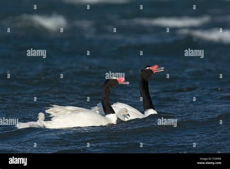 Black-necked Swan (Cygnus melancoryphus) with cygnets Patagonia Chile ...