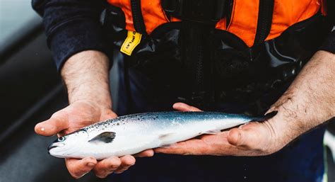 Algal bloom causes losses for Scottish Salmon Co - Undercurrent News