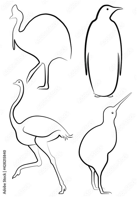 Four Kinds Of Flightless Birds Outline Icons Vector Line Ratite Species In Sketch Drawing