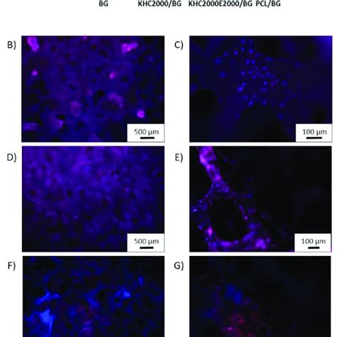 A Cell Viability Evaluated Using Wst 8 Assay Bg Scaffolds Were Used