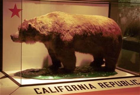 California Grizzly Bear | Extinct Animals