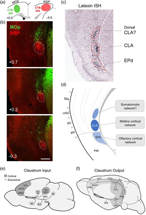 Cla Boundaries And Summary Of Brain Wide Connectivity A Schematic Of