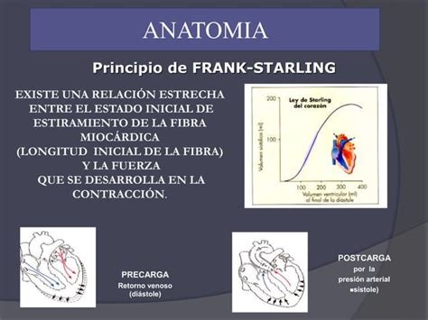 adelvis anatomia ppt anatomía cardíaca PPT