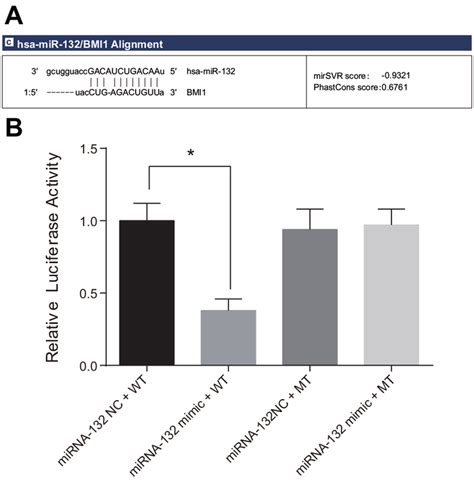 Target Relationship Between Bmi 1 And Mir 132 A Binding Site In