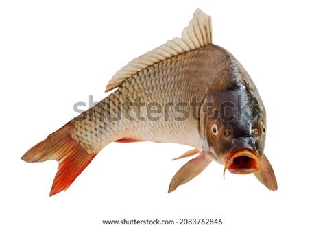 188,086 Carp Fish Royalty-Free Photos and Stock Images | Shutterstock